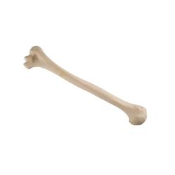 Oberarmknochen, Humerus, links ORTHObones Standard / Bild 2