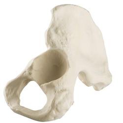 Becken männlich, Pelvis, links, ORTHObones Standard