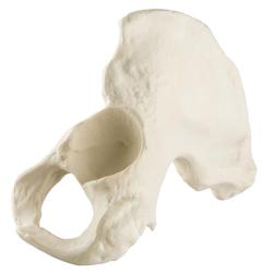 Becken männlich, Pelvis, links, ORTHObones Standard / Bild 3