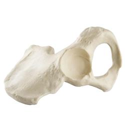 Becken männlich, Pelvis, links, ORTHObones Standard / Bild 5