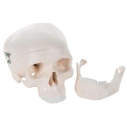 Anatomie Modell Menschlicher Schädel Mini 3-teilig / Bild 4