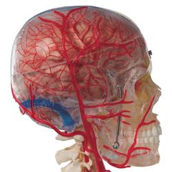 Schädel Modell transparent und didaktisch aufbereitet / Bild 3