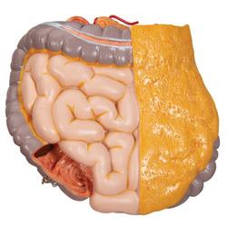 Torso Modell standard geschlechtsneutral 12-teilig  / Bild 8