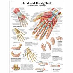 Lehrtafel - Hand und Handgelenk