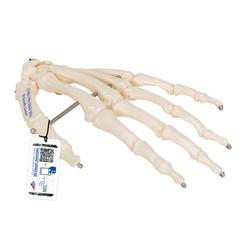 Handskelett auf Draht gezogen - 3B Smart Anatomy