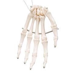 Handskelett auf Draht gezogen - 3B Smart Anatomy / Bild 3