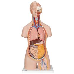 Torso Modell geschlechtslos mit geöffnetem Rücken / Bild 1