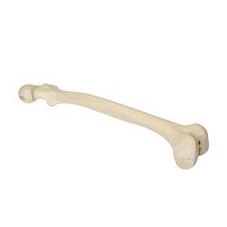 Femur  links, 3B Scientific® ORTHObones Premium 