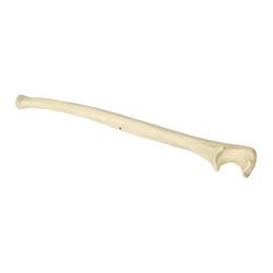 Elle links, 3B Scientific® ORTHObones Premium