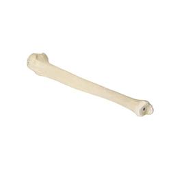 Schienbein (Tibia) links, ORTHObones Premium 