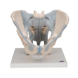 Männliches Becken mit Bändern 2 teilig 3B Smart Anatomy / Bild 1
