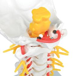 Halswirbelsäulenmodell beweglich auf Stativ  / Bild 5