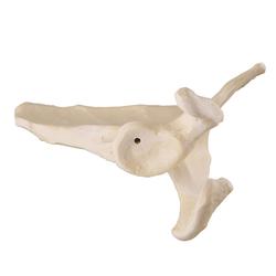 Schulterblatt links, 3B Scientific® ORTHObones 
