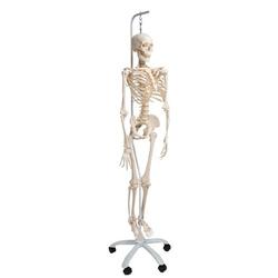 Skelett Phil, Physiologisch / Bild 6