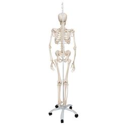 Skelett Phil, Physiologisch / Bild 7