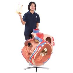 Herzmodell riesig 8-fache Grösse - 3B Smart Anatomy / Bild 5
