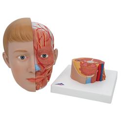 Kopfmodell Lebensgross mit Gehirn & Hals 4-teilig / Bild 6