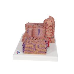 Leber Modell 3B MICROanatomy™ 3B Smart Anatomy / Bild 5