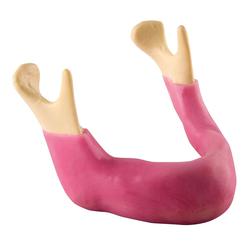 Unterkiefer mit Zahnfleisch, 3B Scientific® ORTHObones