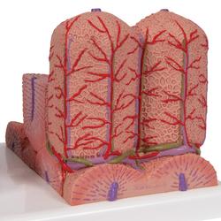 Leber Modell 3B MICROanatomy™ 3B Smart Anatomy / Bild 8