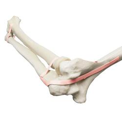 Ellenbogen mit elastischen Bändern, ORTHObones