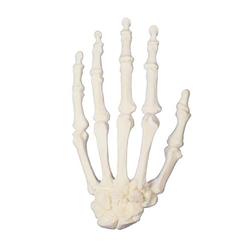 Hand, 3B Scientific® ORTHObones 