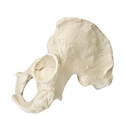 Beckenhälfte (Hemi Pelvis) männlich, links, ORTHObones