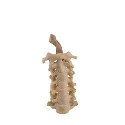 Halswirbel, Cervical, ORTHObones Standard