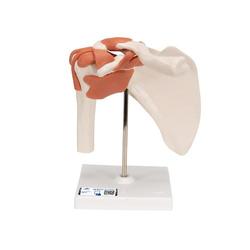 Schultergelenk-Funktionsmodell - 3B Smart Anatomy / Bild 1