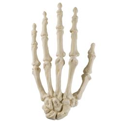 Hand, ORTHObones STANDARD