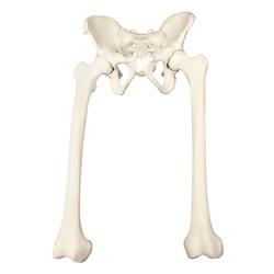 Becken mit Femur, 3B Scientific® ORTHObones Premium 