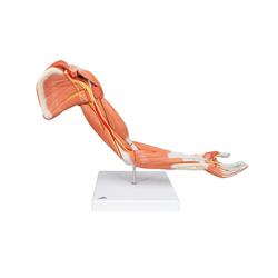 Armmuskel Modell 6-teilig  3B Smart Anatomy