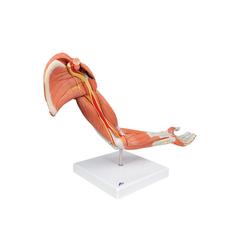 Armmuskel Modell 6-teilig  3B Smart Anatomy / Bild 2