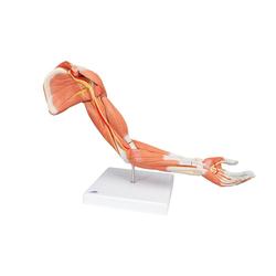 Armmuskel Modell 6-teilig  3B Smart Anatomy / Bild 5