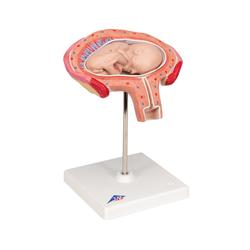 Fetus Modell  4. Monat  Bauchlage - 3B Smart Anatomy / Bild 2