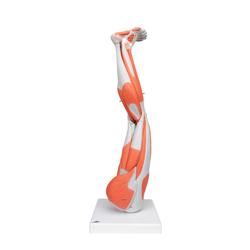 Beinmuskel Modell 9-teilig  3B Smart Anatomy