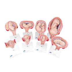 Schwangerschaftsserie, 8 Modelle 3B Smart Anatomy
