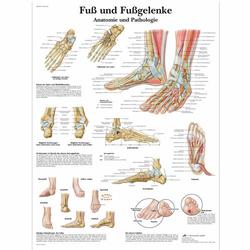 Lehrtafel, Fuss und Fussgelenke