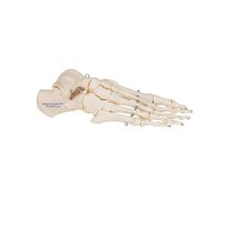 Fussskelett auf Draht gezogen - 3B Smart Anatomy / Bild 4