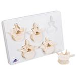 Set mit 5 Lendenwirbel, - 3B Smart Anatomy / Bild 1