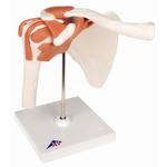 Schultergelenk-Funktionsmodell - 3B Smart Anatomy / Bild 2