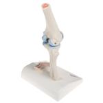 Anatomie Modell Kniegelenk Mini  mit Querschnitt / Bild 2