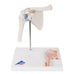 Anatomie Modell Schultergelenk Mini  mit Querschnitt  / Bild 2