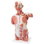 Lebensgrosser Muskel-Torso 27-teilig - 3B Smart Anatomy / Bild 1