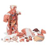 Lebensgrosser Muskel-Torso 27-teilig - 3B Smart Anatomy / Bild 2