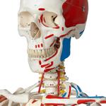 Skelett Luxus-Sam, Hängestativ / Bild 2
