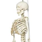 Skelett Phil, Physiologisch / Bild 2