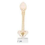 Wirbelsäule Modell kindlich BONElike™ - 3B Smart Anatomy / Bild 1