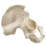Becken, männlich, rechts ORTHObones Standard / Bild 4