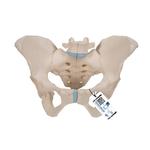 Becken-Skelett weiblich - 3B Smart Anatomy / Bild 1